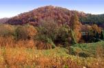 Forest, Woodlands, Mountain, autumn, NLKV01P02_03.0926