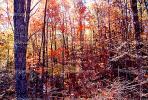 Forest, Woodlands, Mountain, autumn, NLKV01P02_08