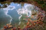 Clouds Reflecting in a Pond, Water, Reflection, Autumn, NLKV01P02_13.0926