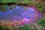 Clouds Reflecting in a Pond, Water, Reflection, Autumn, NLKV01P02_17.0926