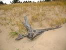 Driftwood, sand, Beach, Plants, Grass, coast, coastal, NLMD01_014