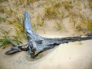 Driftwood, sand, Beach, Plants, Grass, coast, coastal, NLMD01_015B