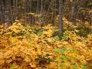 Autumn, fall colors, trees, leaves, forest, trees, woodland, NLMD01_027