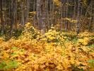 Autumn, fall colors, trees, leaves, forest, trees, woodland, NLMD01_028