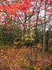 Autumn, fall colors, trees, NLMD01_033