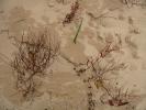 Beach, Sand, Plants, NLMD01_036
