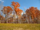 Autumn, fall colors, trees, NLMD01_042