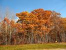 Autumn, fall colors, trees, NLMD01_043