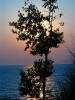 Tree, Beach, Plant, Lake, shoreline, shore, Sunset, NLMD01_049