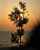 Tree, Beach, Plant, Lake, shoreline, shore, Sunset, NLMD01_050