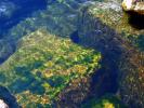 water, rocks, underwater, moss, plants, NLMD01_061
