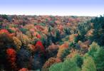 Fall Colors, Autumn, Deciduous Trees, Forest, Woodlands, NLMV01P02_10