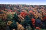 Fall Colors, Autumn, Deciduous Trees, Forest, Woodlands, NLMV01P02_11