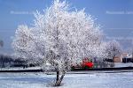 Snowy Tree, NLWV01P01_18