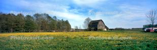 Field of Daisies, Barn, Springtime Flowers, Green Bay Peninsula, Door County, Wisconsin