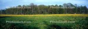 Springtime Flowers, Green Bay Peninsula, Door County, Wisconsin, NLWV01P04_12