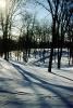 Trees, Vegetation, Plants, Snow, Cold, Ice, Chill, Chilly, Chilled, Cool, Frigid, Frosty, Frozen, Icy, Nippy, Snowy, Winter, Wintry, Forest, Exterior, Outdoors, Outside, NMIV01P02_09