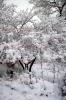 Trees, Vegetation, Plants, Snow, Cold, Ice, Chill, Chilly, Chilled, NMIV01P02_12