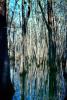 Cypress Swamp, Old Trace, Natchez Trace Parkway, wetlands, NMLV01P01_18