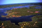 The Delta, Swamp, Bayou, Water, Trees, wetlands, NMLV01P02_03.0927