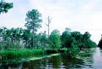 Cypress Trees, Swamp, Bayou, Water, Waterway, wetlands, NMLV01P02_07