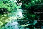 Swamp, Bayou, Water, Trees, Waterway, wetlands, NMLV01P02_09