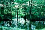 Cypress Trees, Swamp, Bayou, Water, wetlands, NMLV01P02_10