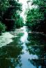 Swamp, Bayou, Water, Trees, Waterway, wetlands, NMLV01P02_12