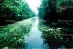 Swamp, Bayou, Water, Trees, Waterway, wetlands, NMLV01P02_14