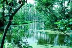 Cypress Trees, Swamp, Bayou, Water, Waterway, wetlands, NMLV01P02_16