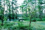 Cypress Trees, Swamp, Bayou, Water, wetlands, NMLV01P02_17