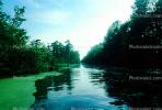 Cypress Trees, Swamp, Bayou, Water, Waterway, wetlands, NMLV01P02_19