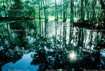 Cypress Trees, Swamp, Bayou, Water, wetlands, NMLV01P03_01