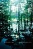 Swamp, Bayou, Water, Cypress Trees, wetlands, NMLV01P03_02