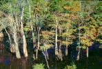 Lake, trees, forest, water, shore, shoreline, Cypress