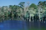 Lake, trees, forest, water, shore, shoreline, Cypress, NMSV01P02_05