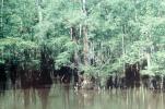 Lake, trees, forest, water, shore, shoreline, Cypress, NMSV01P02_08