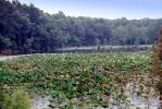 Water Lilly, pond, lake, forest, water, NMSV01P02_10
