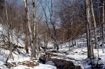 Snow, ice, stream, forest, deciduous