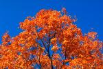 autumn, deciduous, forest, NMTV01P02_19.0927