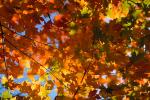 autumn, deciduous, forest, NMTV01P03_01.0927