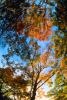 Woodlands, trees, fall colors, autumn, Vegetation, Colorful, Magical, Woods, Forest, Exterior, Outdoors, Outside, NMTV01P04_09.0927