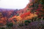 Fall Colors, autumn, trees, forest, hills, mountains, deciduous, NMTV01P05_08