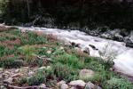 vibrant river, cascade, rapids, rocks