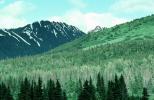 Forest, Woodlands, mountain, trees