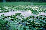 Lake, Hyacinth, water, mountains, wetlands, NNAV02P10_14