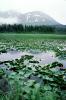 Lake, Hyacinth, water, mountains, wetlands, NNAV02P10_15