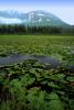 Lake, Hyacinth, water, mountains, wetlands, NNAV02P10_16.0931