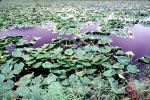 Lake, Hyacinth, water, mountains, wetlands, NNAV02P10_17