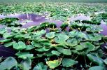 Lake, Hyacinth, water, mountains, wetlands, NNAV02P10_18